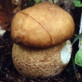Slika Boletus reticulatus