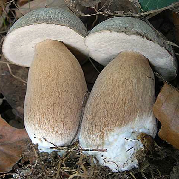 Slika Boletus carpinaceus