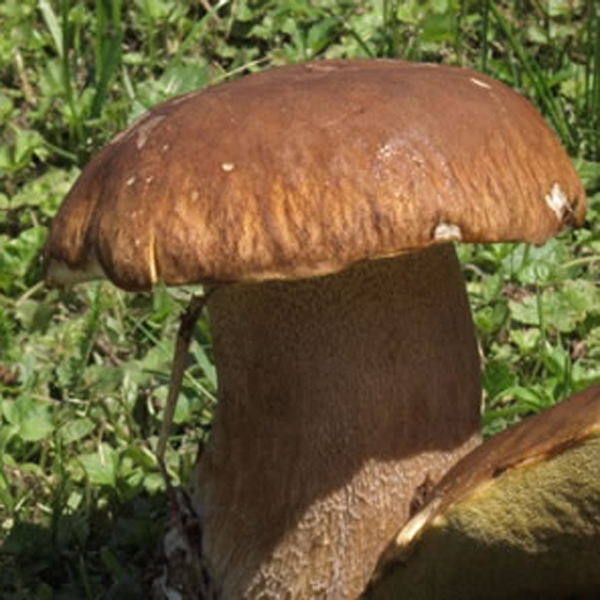 Slika Boletus betulicolus
