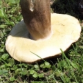 Slika Boletus betulicolus