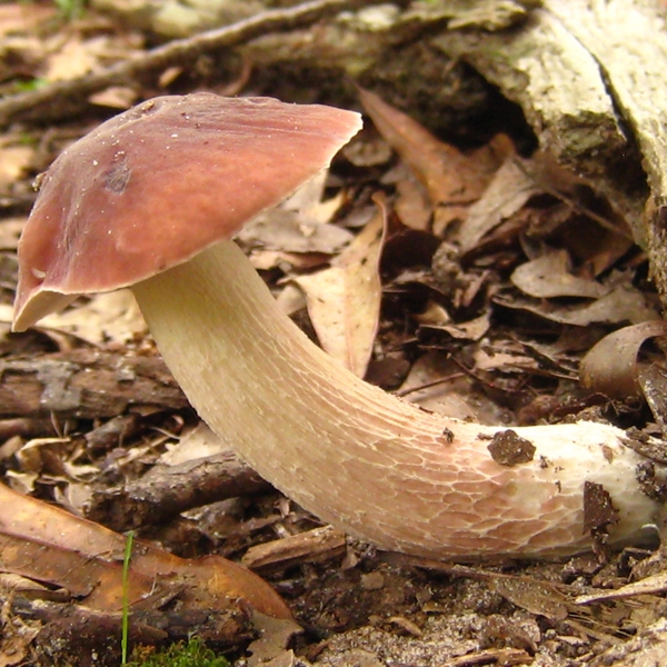 Slika Boletus separans