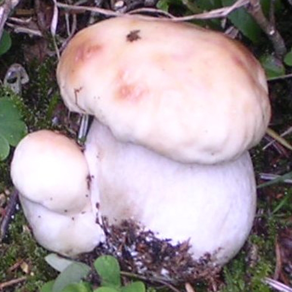 Slika Boletus edulis var. albus
