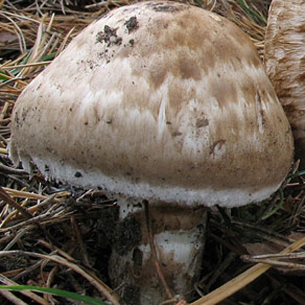 Slika Agaricus vaporarius