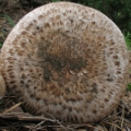 Slika Agaricus vaporarius