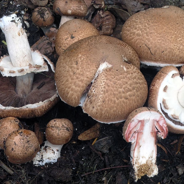 Slika Agaricus langei