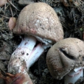 Slika Agaricus haemorrhoidarius