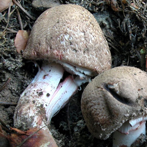 Slika Agaricus haemorrhoidarius
