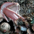 Slika Agaricus haemorrhoidarius
