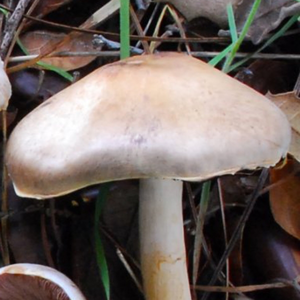 Slika Agaricus semotus