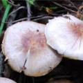 Slika Agaricus semotus