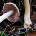 Slika Agaricus semotus