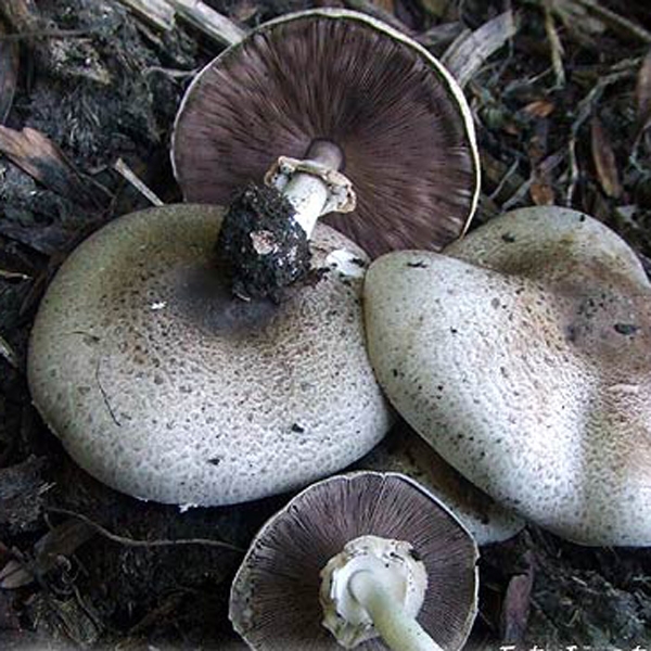 Slika Agaricus purpurascens