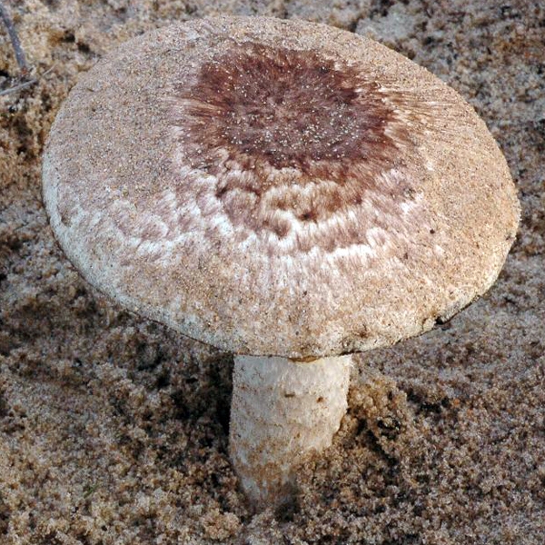 Slika Agaricus variegans