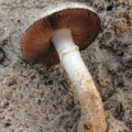 Slika Agaricus variegans