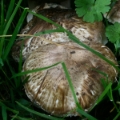 Slika Agaricus subperonatus