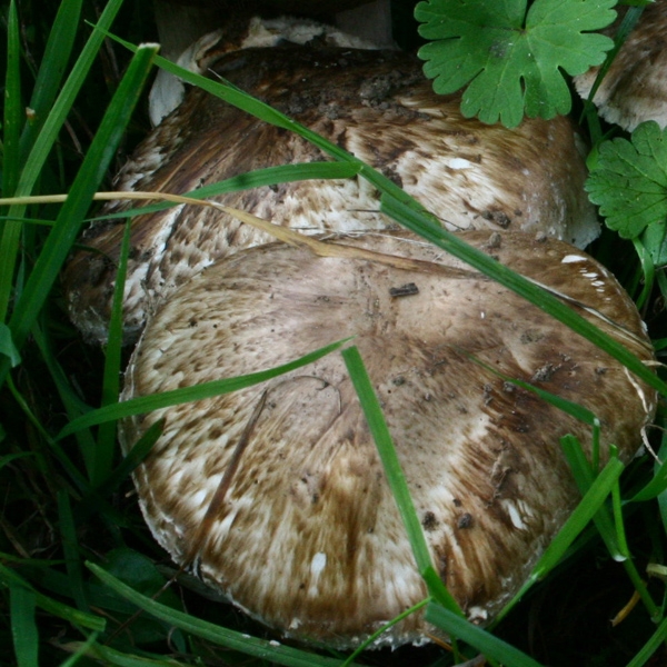 Slika Agaricus subperonatus