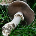 Slika Agaricus subperonatus