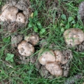 Slika Agaricus subperonatus