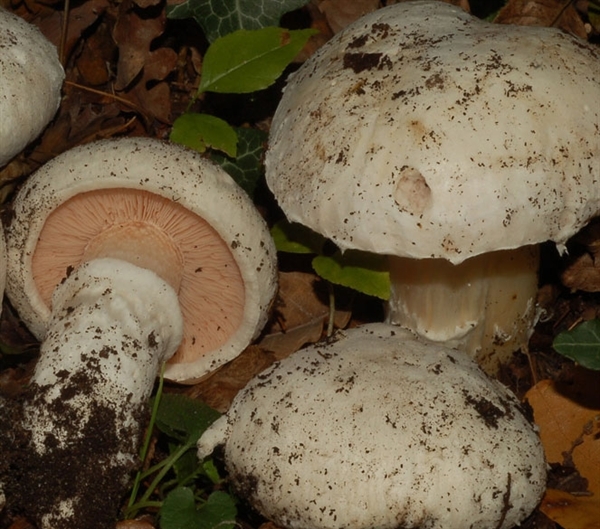 Slika Agaricus gennadii