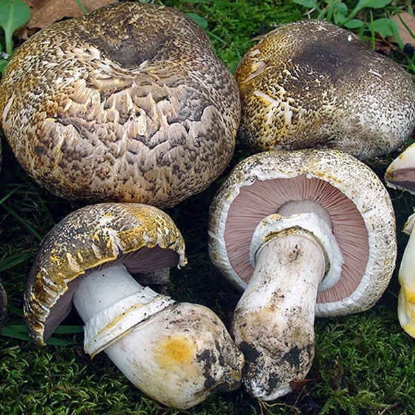 Slika Agaricus iodosmus