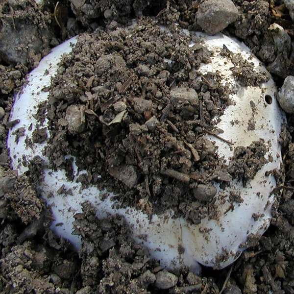 Slika Agaricus bitorquis