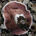 Slika Agaricus bitorquis