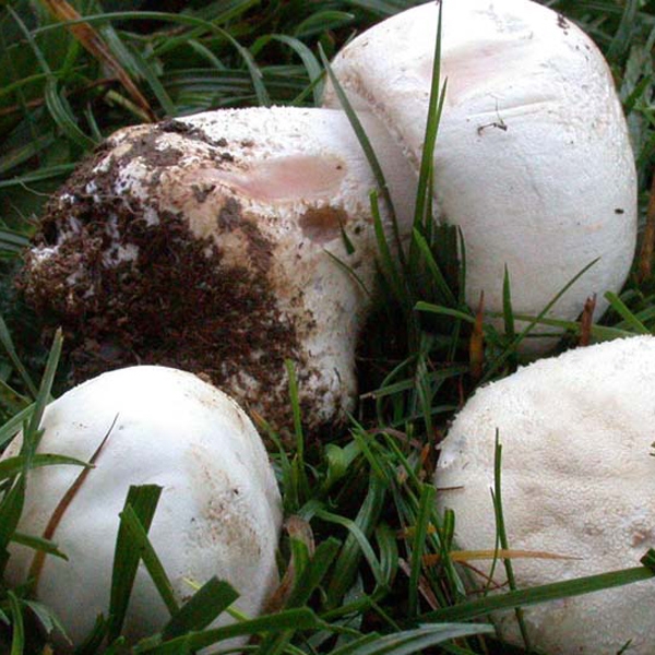 Slika Agaricus squamulifer