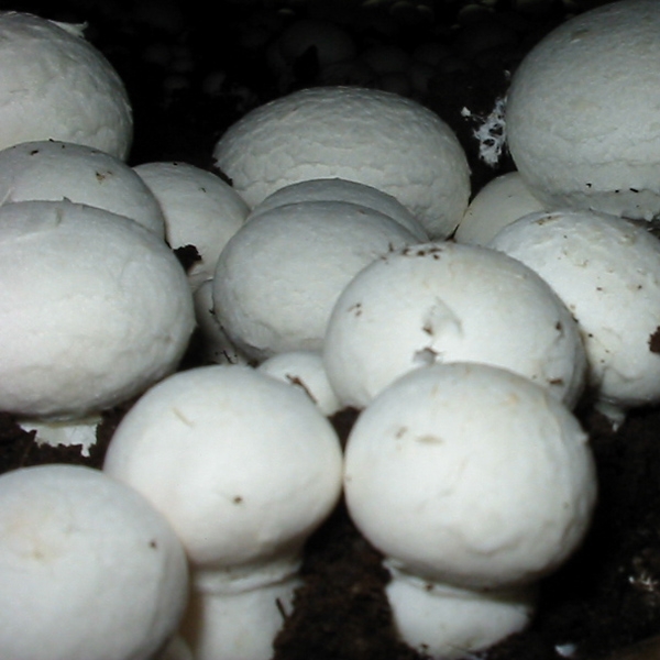 Slika Agaricus bisporus var. albidus