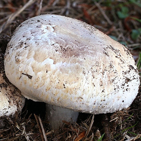 Slika Agaricus bisporus var. bisporus