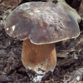 Slika Boletus aereus