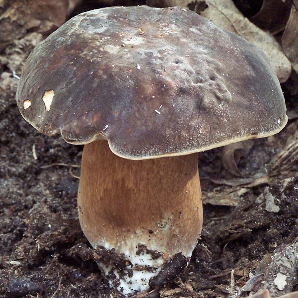 Slika Boletus aereus