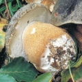 Slika Boletus aereus