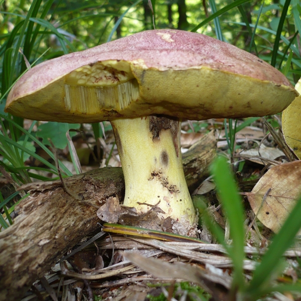 Slika Boletus regius