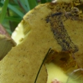 Slika Boletus regius