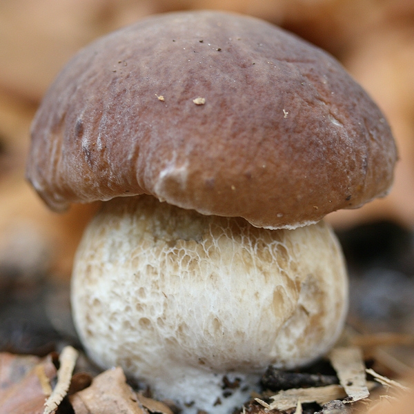 Slika Boletus edulis