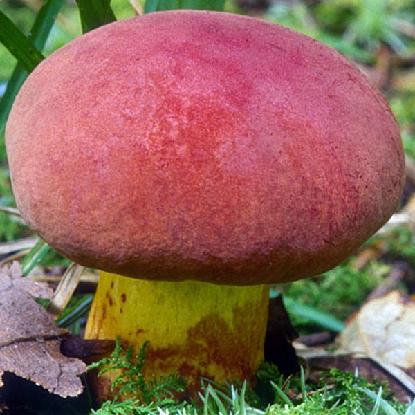 Slika Boletus speciosus