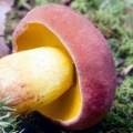 Slika Boletus speciosus