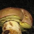 Slika Boletus appendiculatus