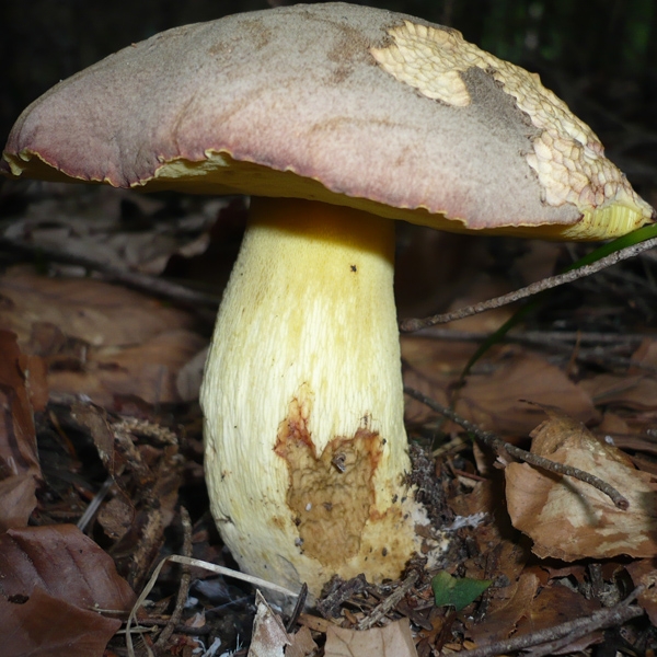 Slika Boletus fechtneri