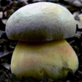 Slika Boletus fechtneri