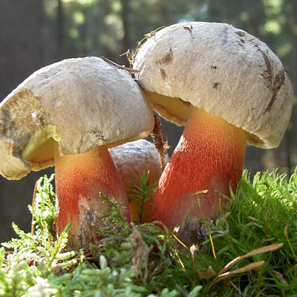 Slika Boletus calopus