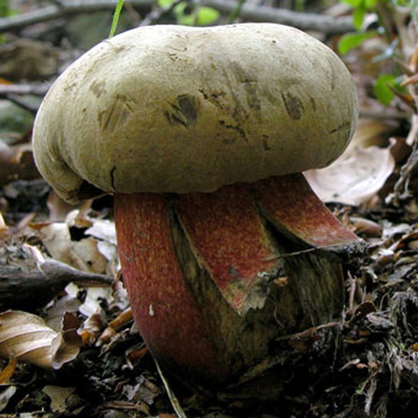 Slika Boletus pachypus