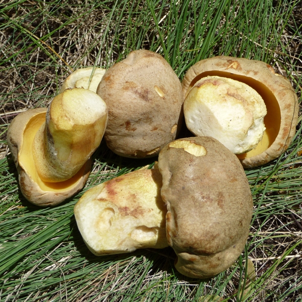 Slika Boletus impolitus