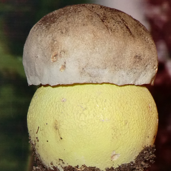 Slika Boletus albidus