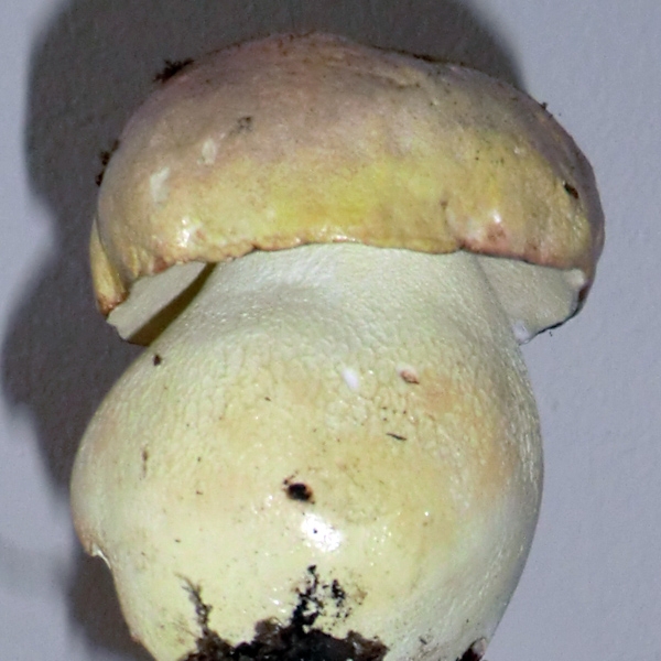 Slika Boletus citrinus