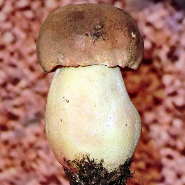 Slika Boletus queletii 