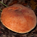 Slika Boletus queletii 