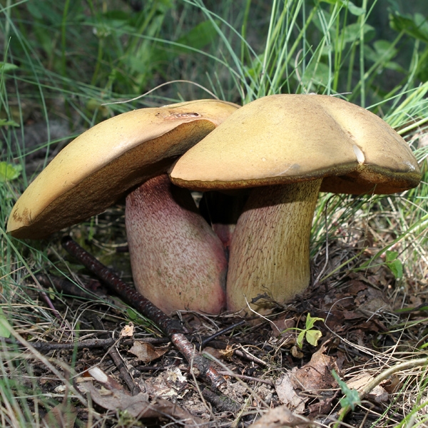 Slika Boletus luridus