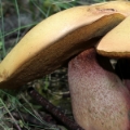Slika Boletus luridus