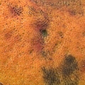 Slika Boletus luridus